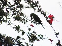 Periquito da minha casa (Fotografar periquitos em frente à casa é um privilégio de quem mora em Brasília)