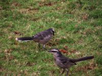 Galos do Campo (eles habitam as ruas de Brasilia)