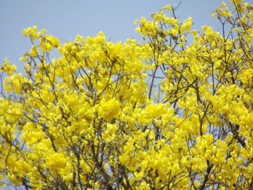 Ipê Amarelo